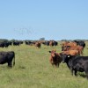 Imagen de Créditos en "Valor Producto": el BICE otorgó más de $67.000 millones al agro sin morosidad