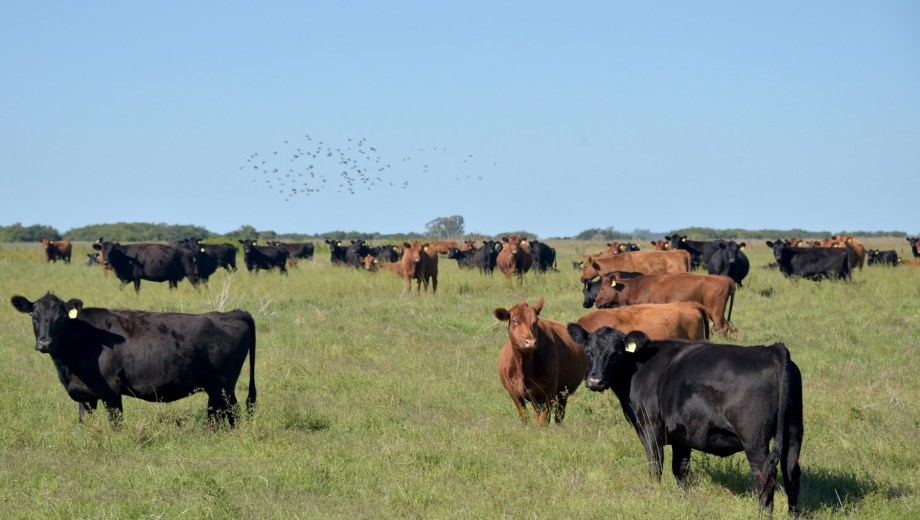 La ganadería bovina concentró el 42% de los créditos en Valor Producto otorgados por el BICE, con fondos orientados a retención de terneras y pasturas. (Foto: gentileza)