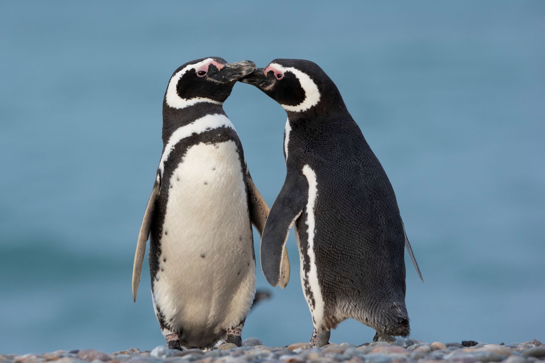 Primavera en Puerto Madryn: el regreso de la fauna patagónica