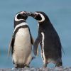 Imagen de Fauna Total en Puerto Madryn: la primavera en que la Patagonia vuelve a llenarse de vida