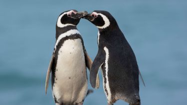 Fauna Total en Puerto Madryn: la primavera en que la Patagonia vuelve a llenarse de vida