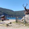 Imagen de Tragedia en San Martín de los Andes: murió una mujer tras ser rescatada del lago Lácar