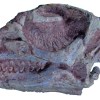 Imagen de 80 centímetros y ojos gigantes: el hallazgo del CONICET que revela cómo vivió un dinosaurio hace millones de años