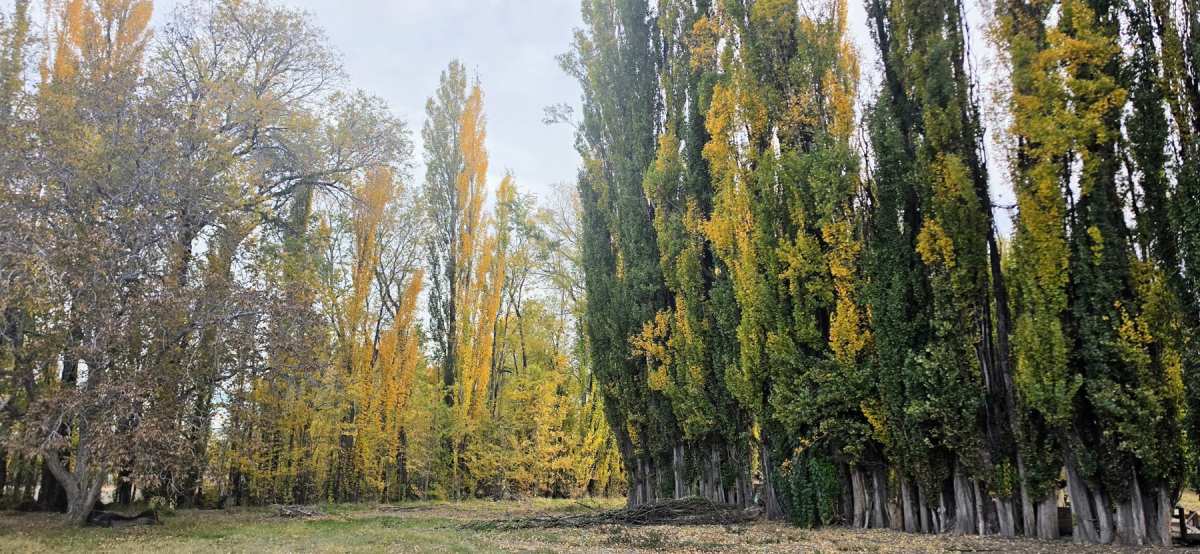 La alameda de la chacra