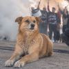 Imagen de "Para siempre en nuestros corazones": despiden a Rabito, el fiel seguidor perruno de Cipolletti