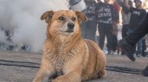 Imagen de «Para siempre en nuestros corazones»: despiden a Rabito, el fiel seguidor perruno de Cipolletti
