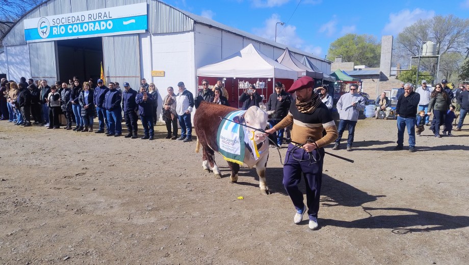 Desfile de campeones en la Expo Rural de Río Colorado, previo al remate en horas de la tarde.