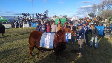 Un Angus colorado de cabaña Don Fioto se quedó con el premio mayor en la 13° Nacional Patagónica de la raza que se celebra en Viedma