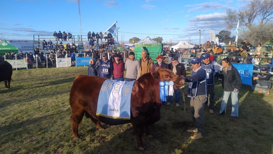 Gran Campeón Angus de Don Fioto, en la Expo Nacional Patagónica de Angus en Viedma. 