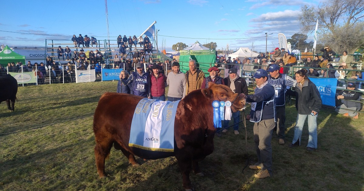Premio mayor para un Angus colorado en la Exposición Nacional Patagónica en Viedma
