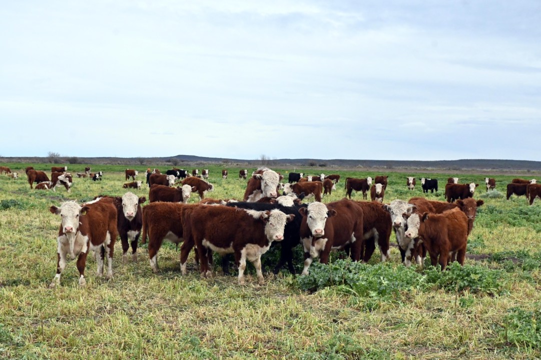 De Buenos Aires a la Patagonia: tres generaciones en el campo