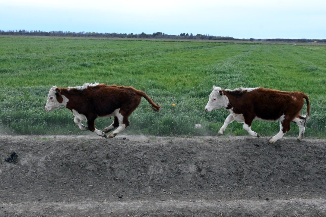 Parte del rodeo bovino que actualmente se maneja en el establecimiento. Foto: Marcelo Ochoa