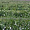 Imagen de Río Negro tiene un potencial de desarrollo de 100.000 hectáreas productivas que la transformarán en pocos años más en la joya agrícola y ganadera de la Patagonia