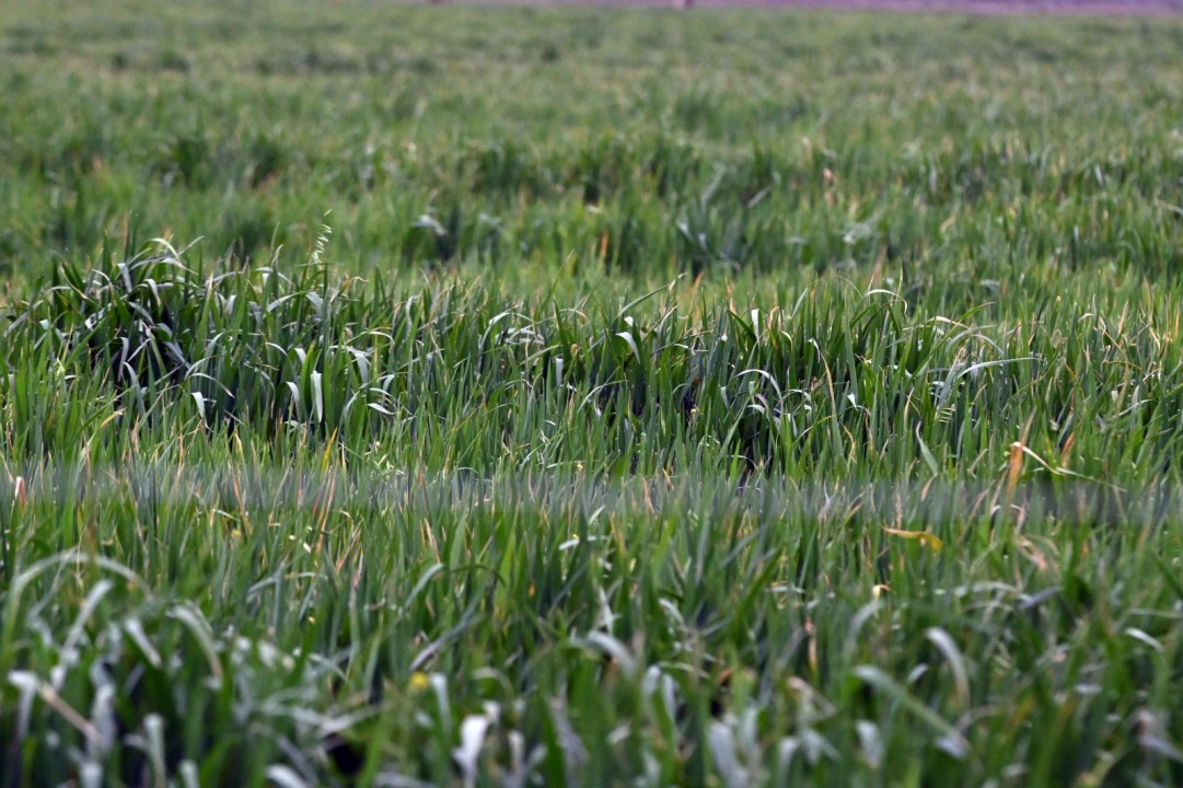 La producción bajo riego permite sumar maíz, alfalfa, cebolla y verdeos. Foto: Marcelo Ochoa