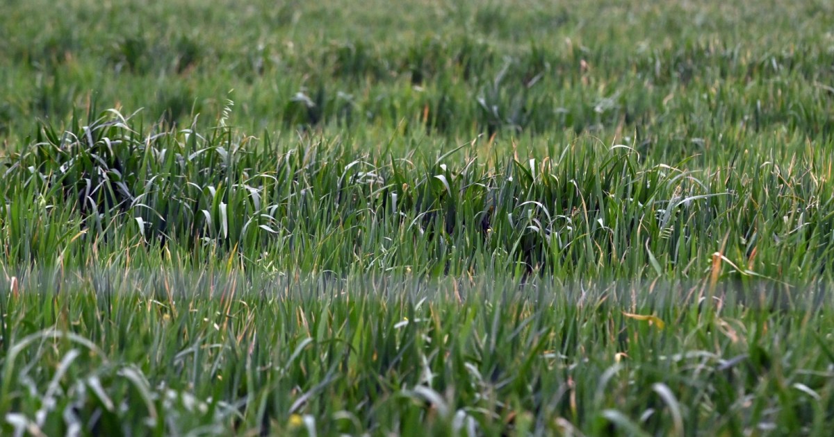 Río Negro proyecta 100.000 hectáreas productivas para fortalecer su agricultura