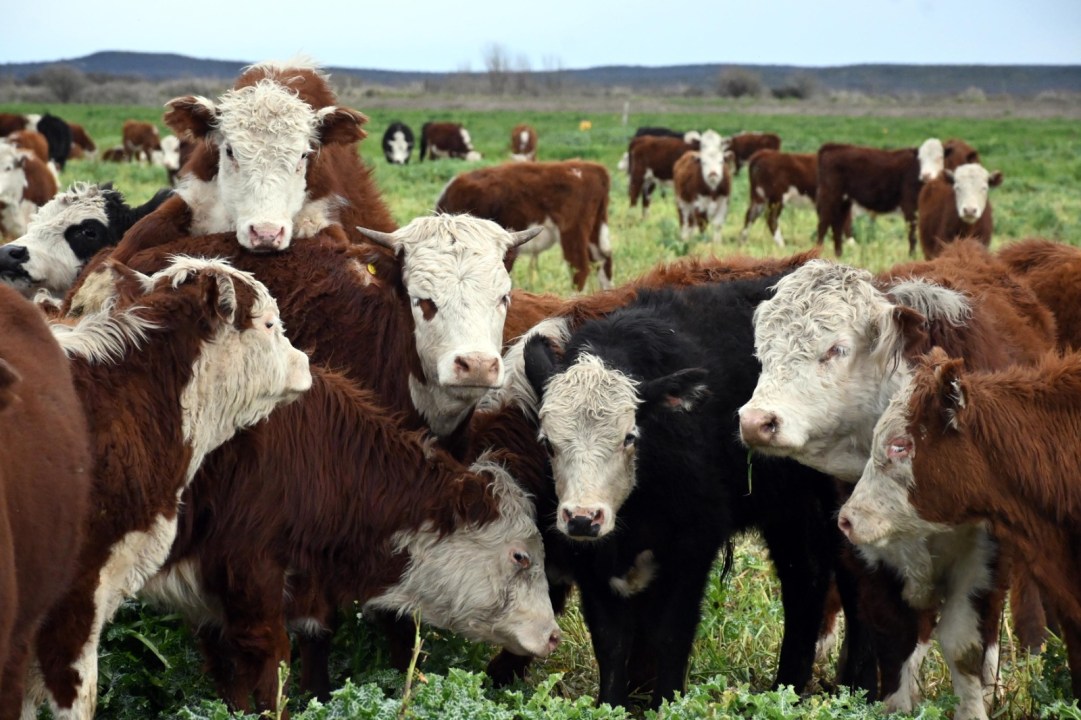 El rodeo actual ronda las 500 vacas madres y trabaja con genética Hereford. Foto: Marcelo Ochoa