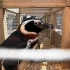 Imagen de Más de 40 pingüinos en Río Negro: por qué no pueden volver al mar
