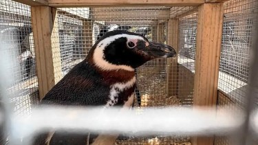 Más de 40 pingüinos en Río Negro: por qué no pueden volver al mar