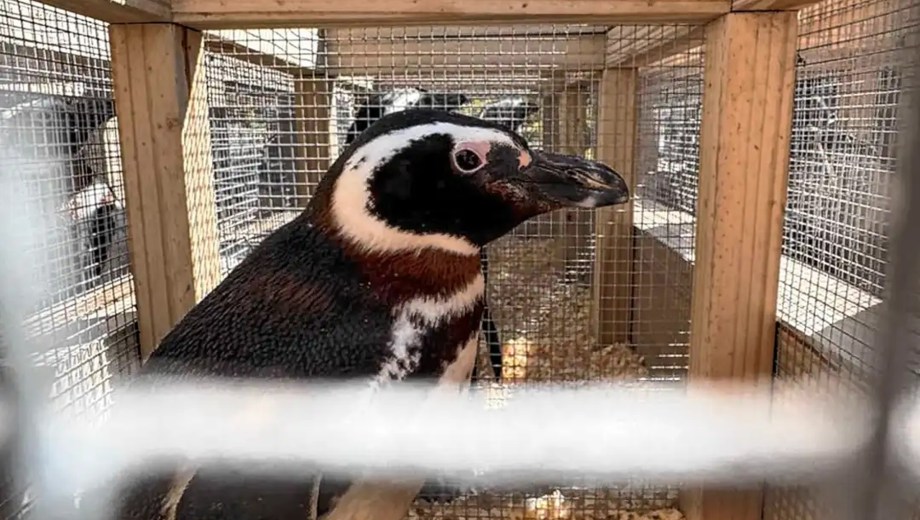 El Bioparque Bubalcó, en el Alto Valle de Río Negro, incorporó a más de 40 pingüinos de Magallanes que quedaron sin refugio tras el cierre definitivo del Aquarium de Mar del Plata.