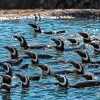Imagen de Más de 40 pingüinos llegaron a Río Negro: cuál es el refugio que los recibió, dónde queda y cuándo podrán ser visitados