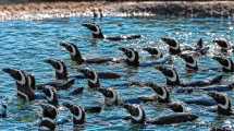 Imagen de Más de 40 pingüinos llegaron a Río Negro: cuál es el refugio que los recibió, dónde queda y cuándo podrán ser visitados