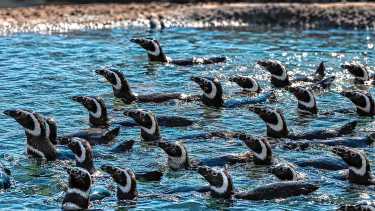 Más de 40 pingüinos llegaron a Río Negro: cuál es el refugio que los recibió, dónde queda y cuándo podrán ser visitados