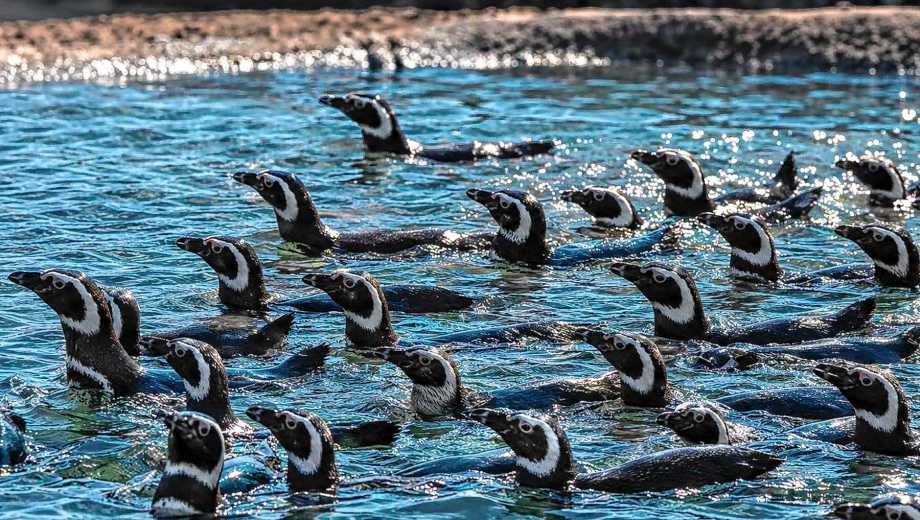 Pingüinos trasladados a Río Negro 