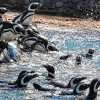 Imagen de Más de 40 pingüinos del cerrado Aquarium de Mar del Plata tienen nuevo hogar en Río Negro
