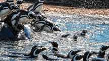 Imagen de Más de 40 pingüinos del cerrado Aquarium de Mar del Plata tienen nuevo hogar en Río Negro