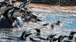 Más de 40 pingüinos del cerrado Aquarium de Mar del Plata tienen nuevo hogar en Río Negro