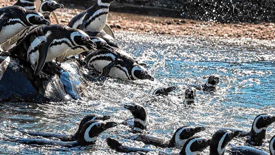 El Bioparque encaró meses de obras, construyó un recinto pensado especialmente para la especie. Foto: gentileza.