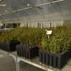 Imagen de Chubut prepara la reforestación de 127 hectáreas afectadas por incendios con más de 100.000 árboles nativos