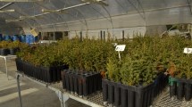 Imagen de Chubut prepara la reforestación de 127 hectáreas afectadas por incendios con más de 100.000 árboles nativos