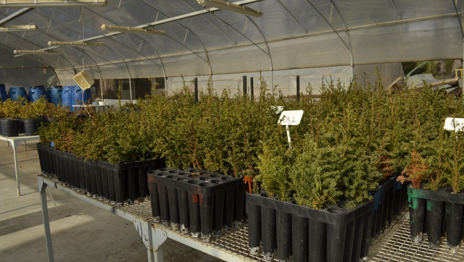 Se adquirieron 109.100 plantines de especies nativas. Foto: gentileza