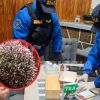 Imagen de Buscaban erizos por una denuncia y terminaron encontrando ocho especies exóticas en un local de Neuquén