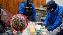 Imagen de Buscaban erizos por una denuncia y terminaron encontrando ocho especies exóticas en un local de Neuquén