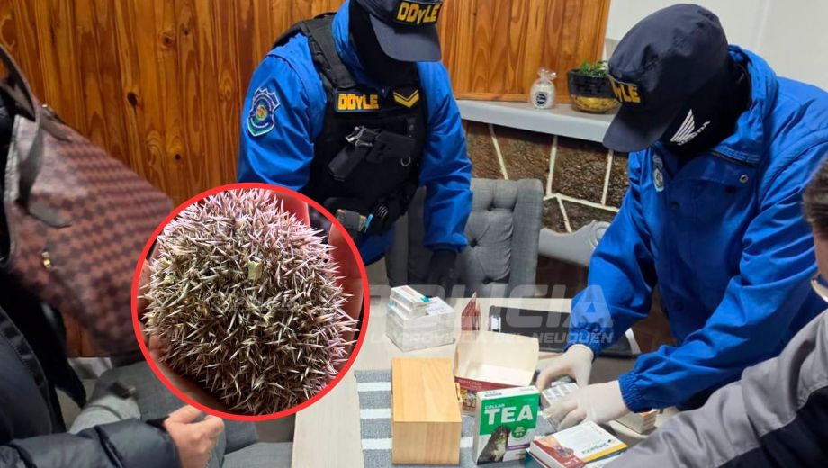 Investigaban la venta ilegal de erizos y encontraron ocho especies exóticas en un local del centro de Neuquén