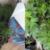Imagen de Buscaban un arma por una causa por disparos en Roca: hallaron más de 2 kilos de marihuana y 20 plantines