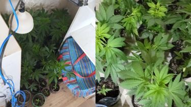 Buscaban un arma por una causa por disparos en Roca: hallaron más de 2 kilos de marihuana y 20 plantines