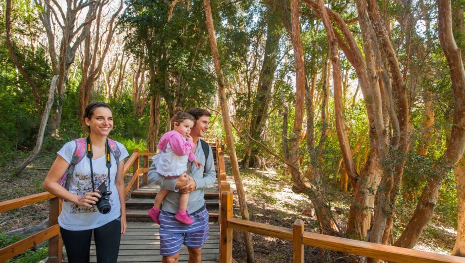 Los característicos troncos color canela y las formas retorcidas crean uno de los paisajes más singulares de Villa La Angostura. Gentileza Turismo VLA.