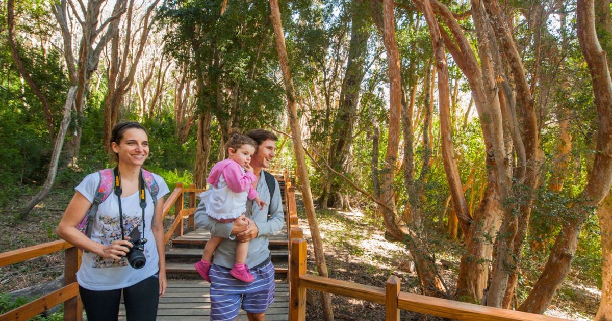 Descubre los Arrayanes en Villa La Angostura: Tres formas de explorarlos
