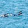 Imagen de Las orcas volvieron a Punta Bermeja: avistaron a siete ejemplares de una de las familias de Península Valdés