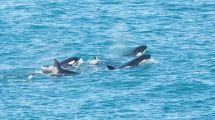 Imagen de Las orcas volvieron a Punta Bermeja: avistaron a siete ejemplares de una de las familias de Península Valdés
