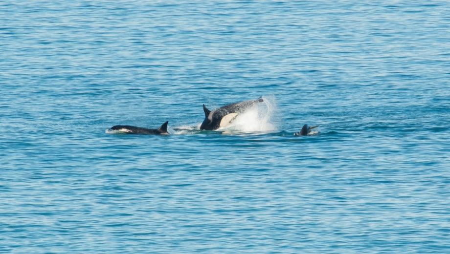 Un grupo de siete orcas fue registrado en las aguas de Punta Bermeja. Foto: gentileza.