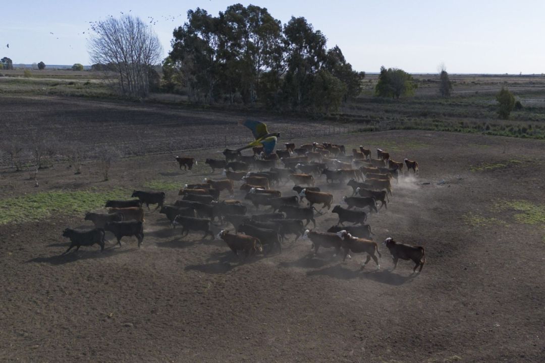 La jornada de trabajo en el campo del Valle de Viedma. Foto: Pablo Leguizamon.