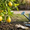 Imagen de Limonero: los cuidados que necesita a fines del invierno para llegar fuerte a la primavera