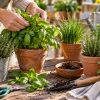 Imagen de Qué hacer con las aromáticas en septiembre para que crezcan con fuerza