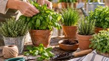 Imagen de Qué hacer con las aromáticas en septiembre para que crezcan con fuerza