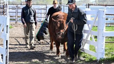 La 30° Expo Rural de Viedma-Patagones ya tiene cronograma: todo lo que habrá del 11 al 13 de septiembre