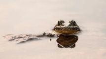 Imagen de El plan del Acuario del Pacífico que salvó a más de 1.000 ranas de la extinción